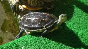 He has a swollen hand with no nails in it. Golden Thread Turtle Care Tips Reptiles Magazine