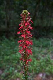 Image result for Lobelia chireensis