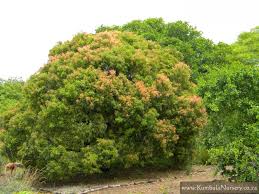 Image result for Loxostylis