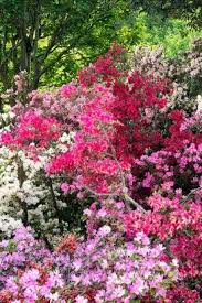 Er sollte direkt nach der blüte vorgenommen werden, jedoch noch bevor die neue vegetationsphase der pflanze. Gartenazalee Japanische Azalee Und Knap Hill Azalee Azaleen Japanischer Garten Japanische Pflanzen