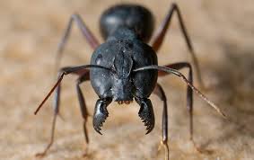 We can get 'em out! Blog Integrated Pest Management