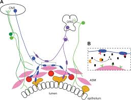 Innervation Of The Conducting Airways A Airway Smooth Muscle Asm Download Scientific Diagram