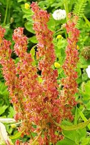 Image result for Rumex