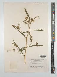 Image result for Aeschynomene sensitiva