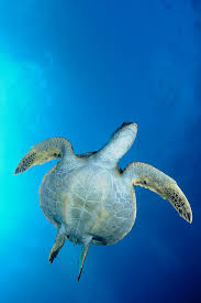 Sea Turtle Blue Jerome C