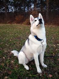  Attention Husky Siberian Wolf Dog Cute Animals Cute Animal Pictures