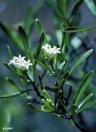 Image result for Psychotria auxopoda