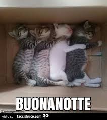 Gattini Buonanotte Facciabuco Com Tenero augurio di buonanotte a chi si vuole bene. gattini buonanotte facciabuco com