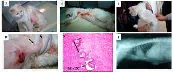 It is currently the third leading cause of cancer deaths in the united states — and it's patients who carry mutations in one of the brca genes — which have already been primarily linked to breast and ovarian cancers — are now known. Cancers Free Full Text Gold Nanorod Assisted Photothermal Therapy Decreases Bleeding During Breast Cancer Surgery In Dogs And Cats