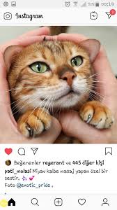 Fatoss Adli Kullanicinin Kediciklerim My Cats Panosundaki Pin