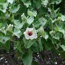 Image result for Ipomoea albivenia