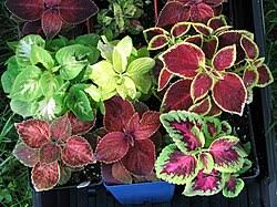Image result for Coleus kapatensis