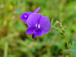 Image result for Smithia elliotii