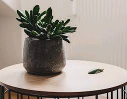 Top 12 Low Light Succulents And Cacti Succulent Plants And Care Low Light Succulents Low Light Plants Planting Succulents