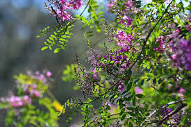 Image result for Indigofera candicans