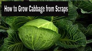 How To Grow Cabbage From Scraps Youtube Growing Cabbage Cabbage Growing