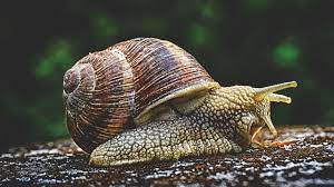 Wie wird wildblumen saatgut gewonnen. Weinbergschnecke Freund Helfer Im Garten Ansiedeln Schutzen