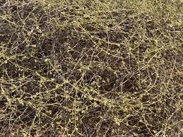 Image result for Limeum