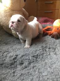English bulldog puppies for adoption in texas. Pure White And Pure Breed English Bulldog Puppies For Adoption Pets For Sale In Dallas Texas Usadscenter Com Mobile 161505