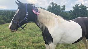 This breed has one of the highest selections of coats; Tennessee Walking Horse Owner Hopes To Expose Horrific Soring Practices In Feature Film Horse Hound