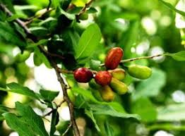 Image result for Cleistochlamys