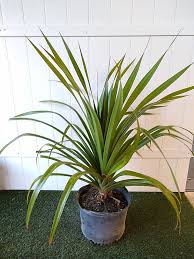 Image result for Pandanus utilis