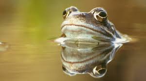 The word sought may be amphibian (animal that lives on land and in water). Climate Change How Frogs Could Vanish From Ponds Bbc News