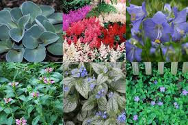 Maybe you would like to learn more about one of these? 21 Gorgeous Shade Perennials For Zone 3 Garden Tabs