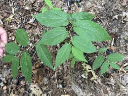 Image result for Aristolochia zenkeri