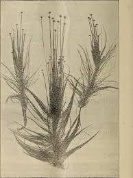 Image result for Eriocaulon setaceum