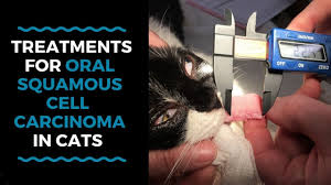 Spaying reduces the risk of health problems like cancer and pregnancy complications. Cancer Treatments For Oral Cancer In Cats And What Happens If Treatment Fails Vlog 126 Youtube