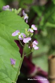 Image result for Raphanus raphanistrum