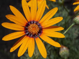 Image result for Ursinia montana