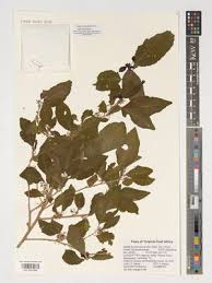 Image result for Erythrococca