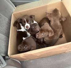 If you saw me (black jeep) doing a u turn in front of angels antique I was  going back to pick a 💀 orange cat out of the road but I guess