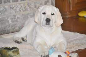 Find labrador retrievers for sale in san antonio on oodle classifieds. Zarate Labradors English Labrador Puppies In Texas White Labs Breeders In Texas
