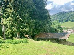 Kalvarienweg 2, 6344 walchsee, austria. Mountain Inn Walchsee Wusstet Ihr Dass Es In Unserer Gegend Wildbluhende Orchideen Gibt Wir Haben Das Knabenkraut Auf Unserer Wanderung Zwischen Aschinger Alm Und Zahmer Kaiser Entdeckt Besonders Aus Der