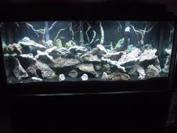 Home/fish, plants & corals, freshwater/african cichlids: Fish Profiles African Cichlids My Aquarium Club