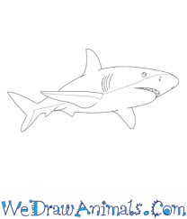 You should know that the preform for the same bottle is correct? How To Draw A Great White Shark
