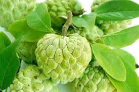 Image result for Annona squamosa