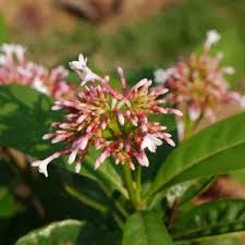 Image result for Rauvolfia mannii