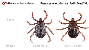 Tickencounter Resource Center Tick Identification