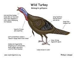 Turkey Hunting Memes Know Your Enemy Facebook