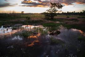 Image result for Nesaea heptamera