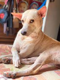 Canadian artists online art gallery with art in canada featuring some of canada's finest art. Remember The Viral Dog Who Did Attitude Ka Ghorl Pose He S Missing