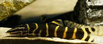 Chinese Reevesae Loach Fish Tropical Fish Aquarium Fish