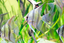 10 Facts About Angelfish Lovetoknow