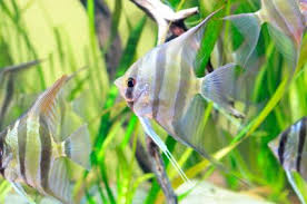 10 facts about angelfish lovetoknow