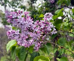 If you were a deer, would you be scared?