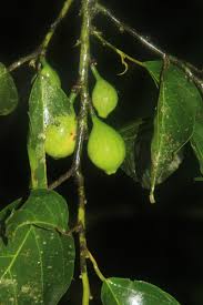 Image result for Strombosiopsis tetrandra